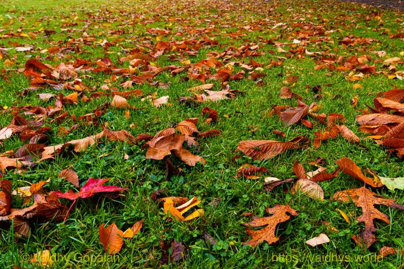 Wright Park and Stadium
