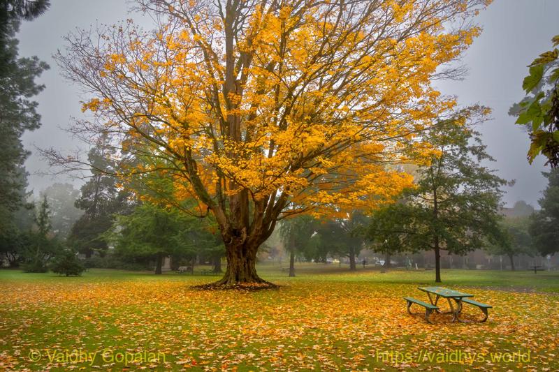 Wright Park and Stadium