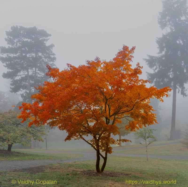 Wright Park and Stadium