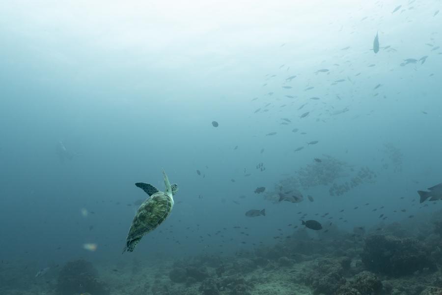 Underwater Landscapes
