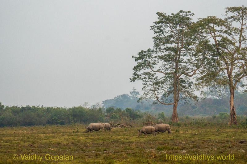 Kaziranga