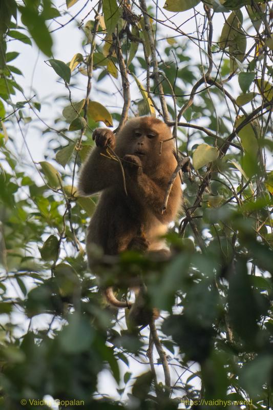 Hollongapar, Kaziranga, Pig-tailed Macaque