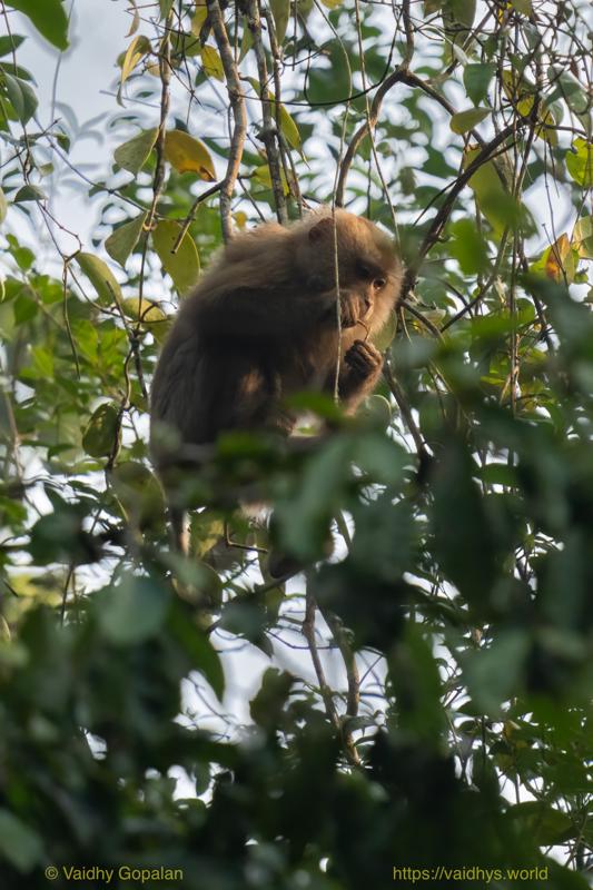 Hollongapar, Kaziranga, Pig-tailed Macaque
