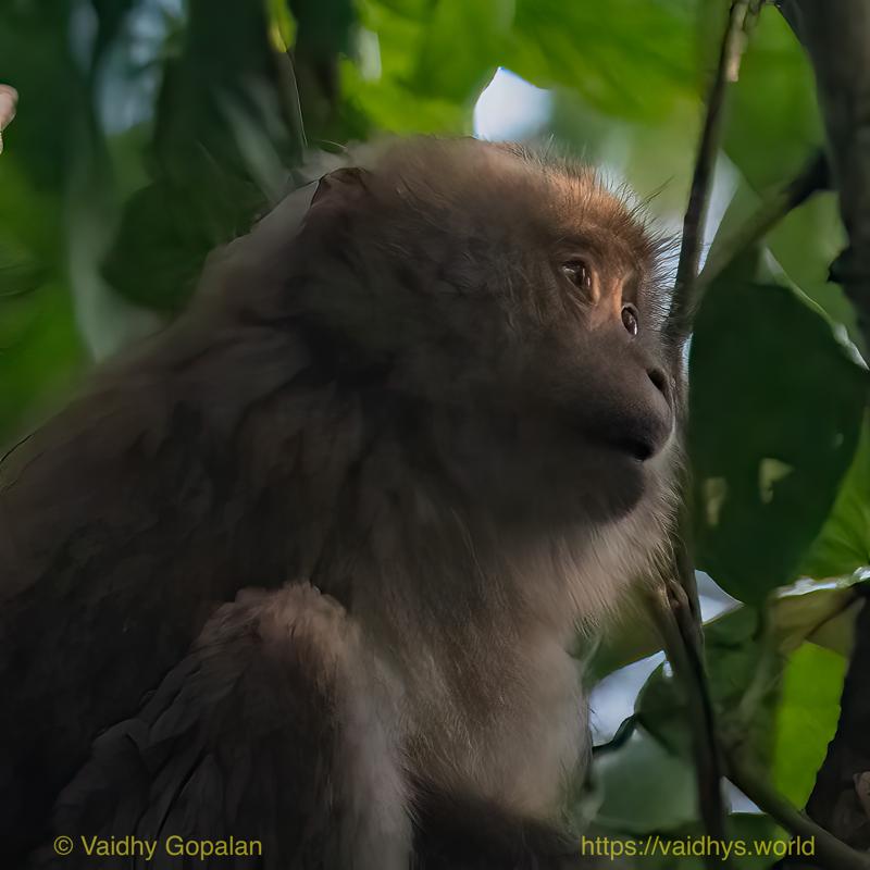Hollongapar, Kaziranga, Pig-tailed Macaque