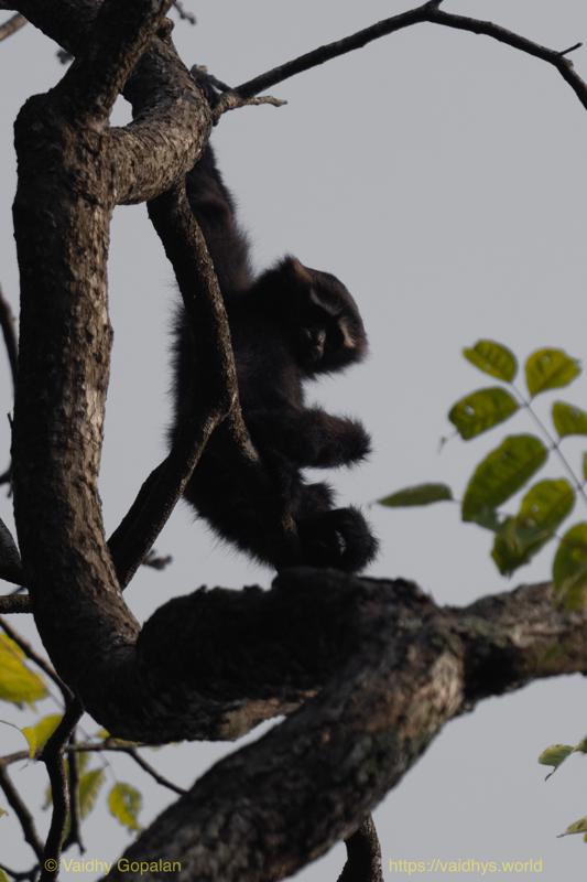 Hollongapar, Hoolock Gibbon, Kaziranga