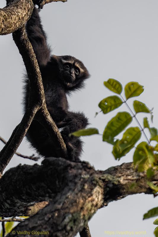 Hollongapar, Hoolock Gibbon, Kaziranga