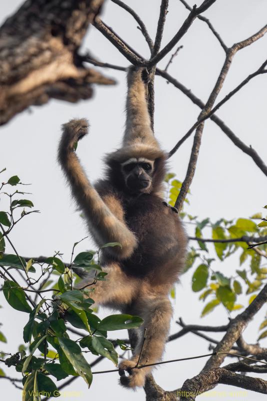 Hollongapar, Hoolock Gibbon, Kaziranga