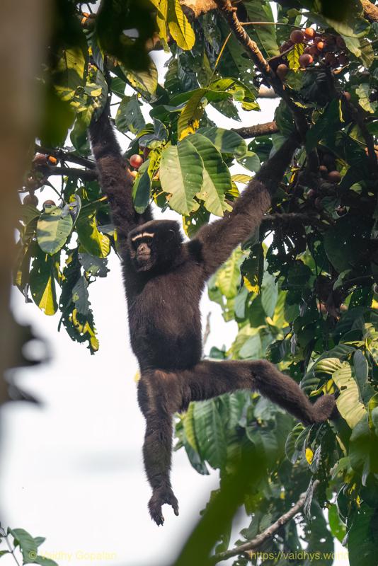 Hollongapar, Hoolock Gibbon, Kaziranga