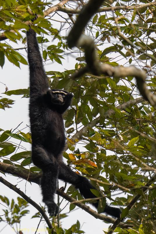 Hollongapar, Hoolock Gibbon, Kaziranga