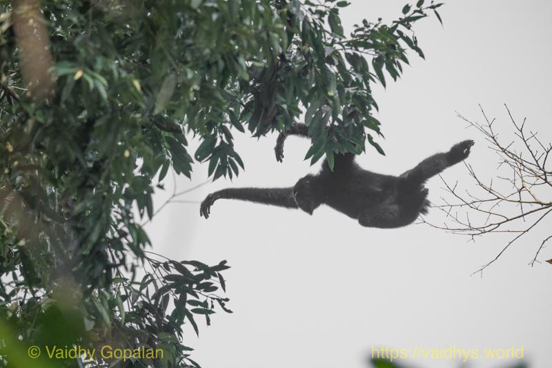 Hollock Gibbon, Hollongapar, Kaziranga