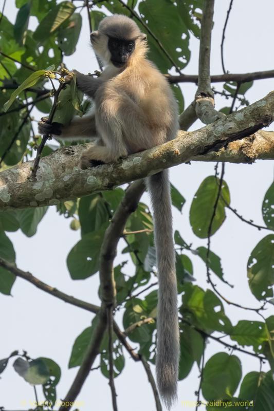 Capped langur, Hollongapar, Kaziranga