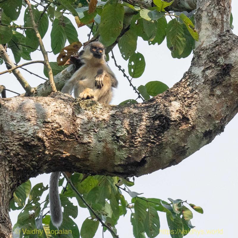 Capped langur, Hollongapar, Kaziranga