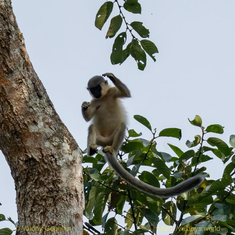 Capped langur, Hollongapar, Kaziranga