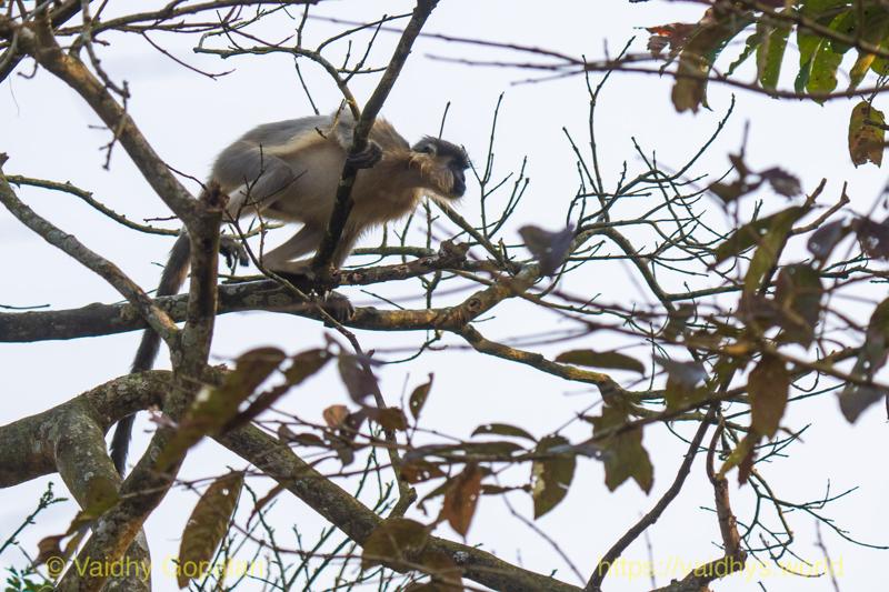 Capped langur, Kaziranga