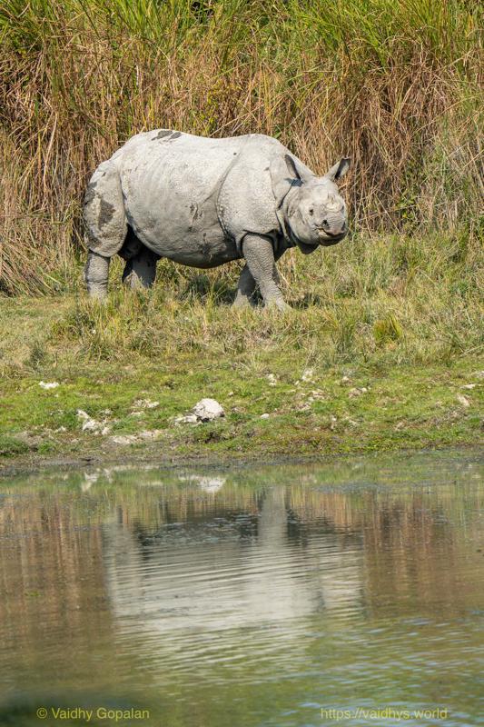 Kaziranga, Rhino