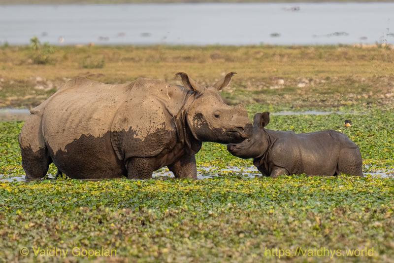 Kaziranga, Rhino