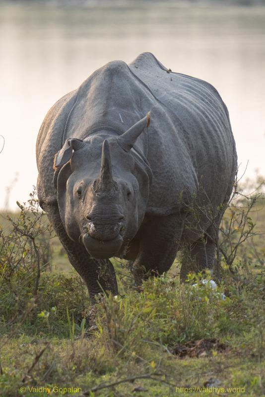 Kaziranga, Rhino