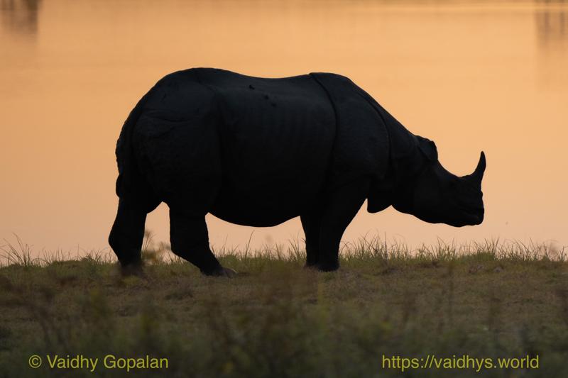 Kaziranga, Rhino