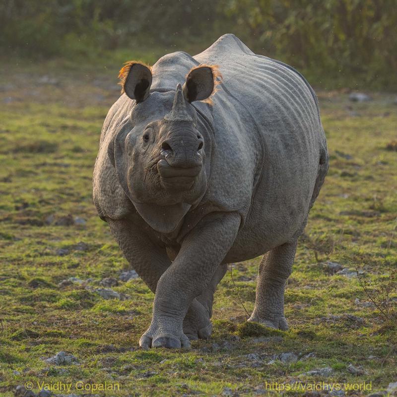 Kaziranga, Rhino