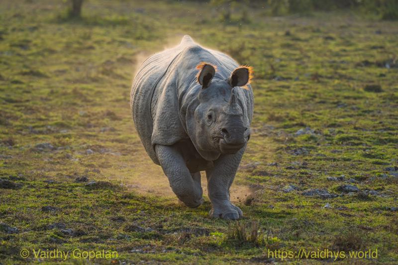 Charging Rhino, Kaziranga, Rhino