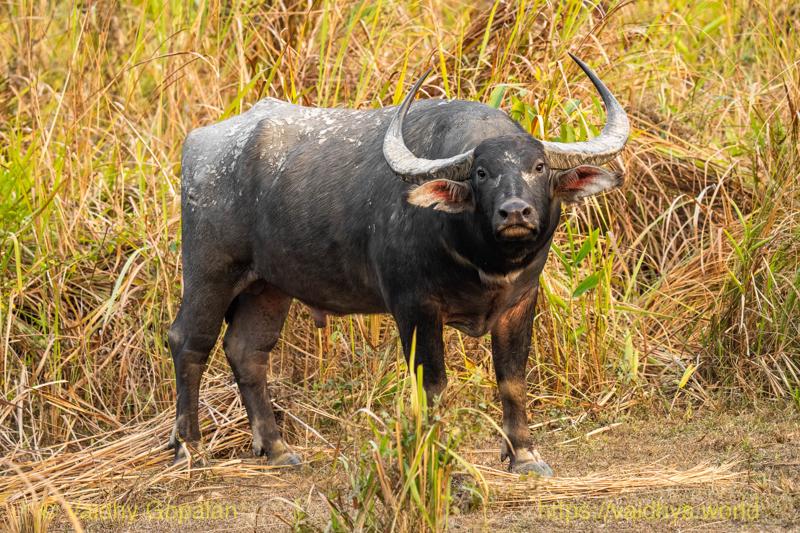 Kaziranga, Wild Buffalo
