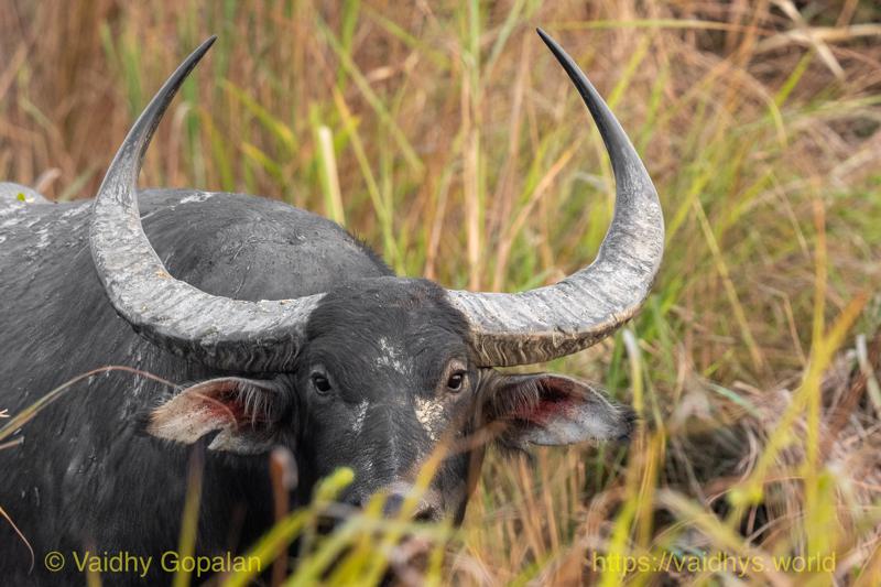 Kaziranga, Wild Buffalo