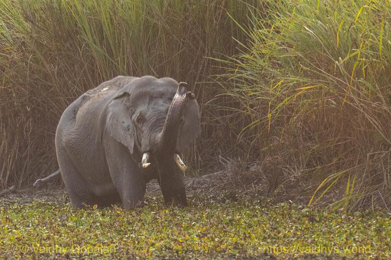 Elephant, Kaziranga