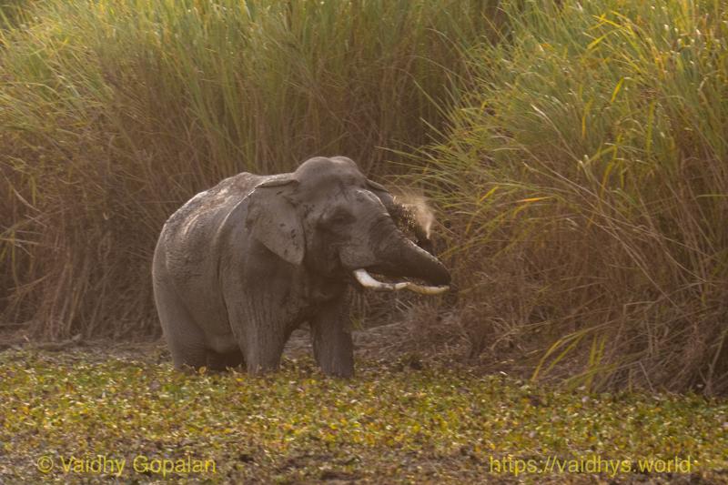 Elephant, Kaziranga