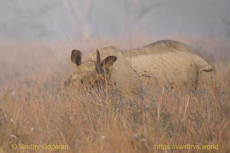 Kaziranga, Rhino