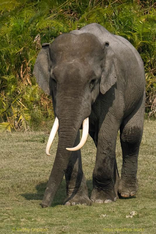 Elephant, Kaziranga