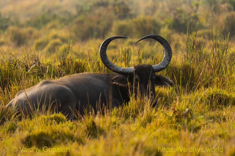 Kaziranga, Wild Buffalo