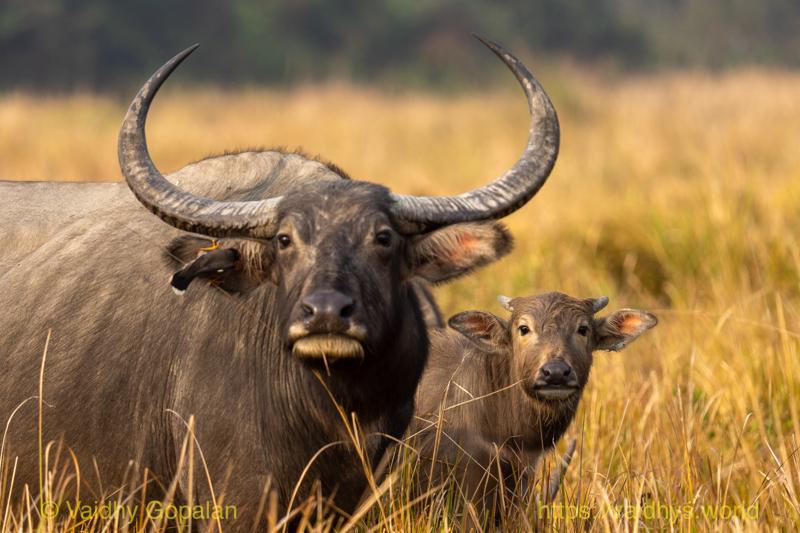 Kaziranga, Wild Buffalo