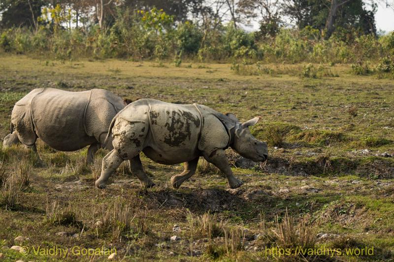Kaziranga, Rhino