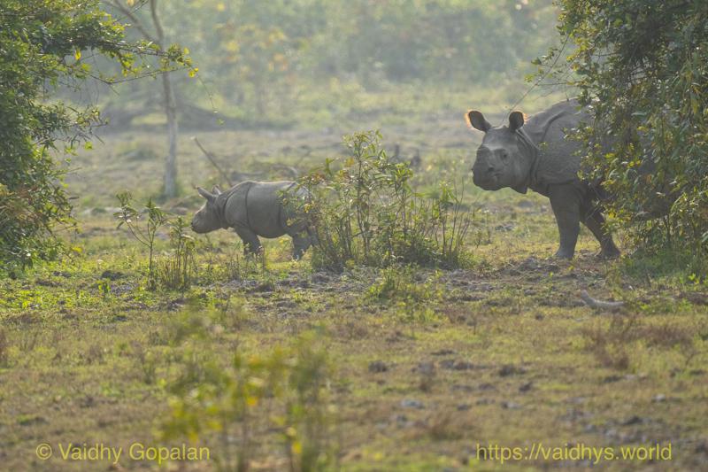 Kaziranga