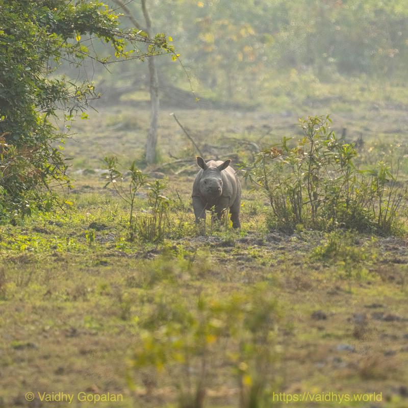 Kaziranga, Rhino