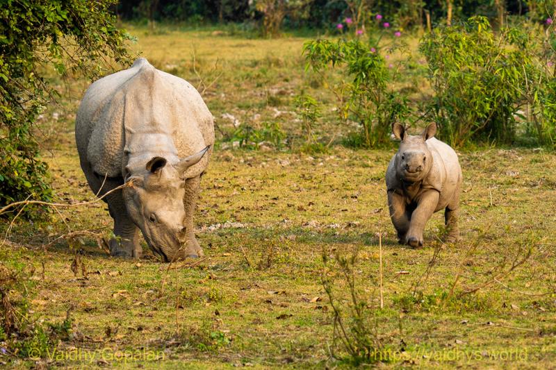 Kaziranga, Rhino