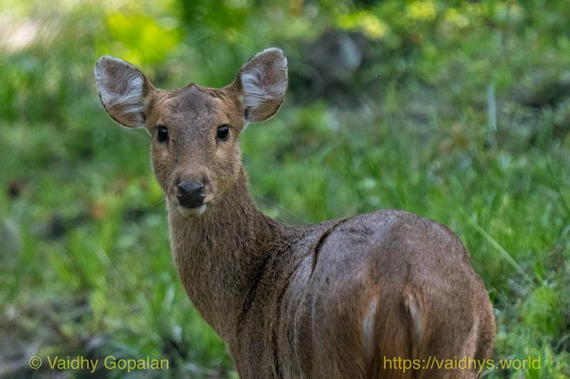 Deer, Kaziranga