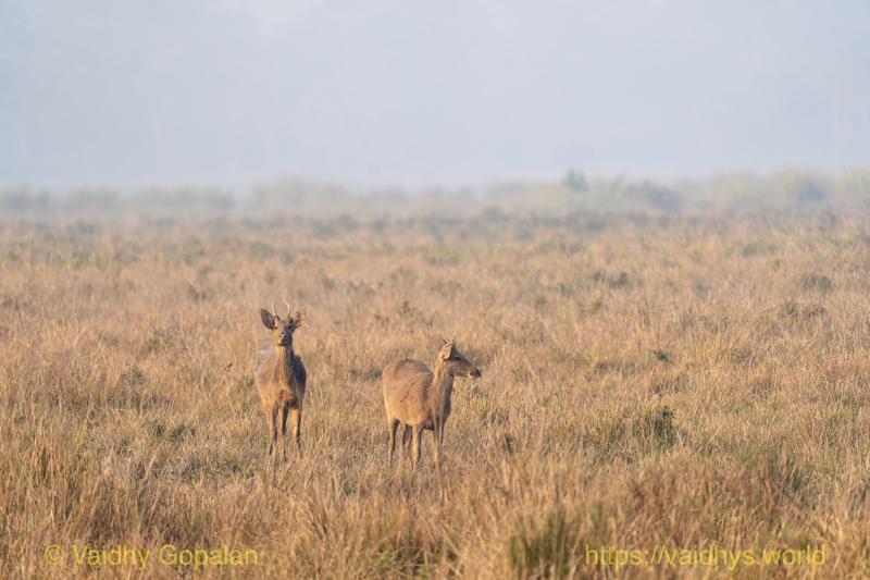 Deer, Kaziranga