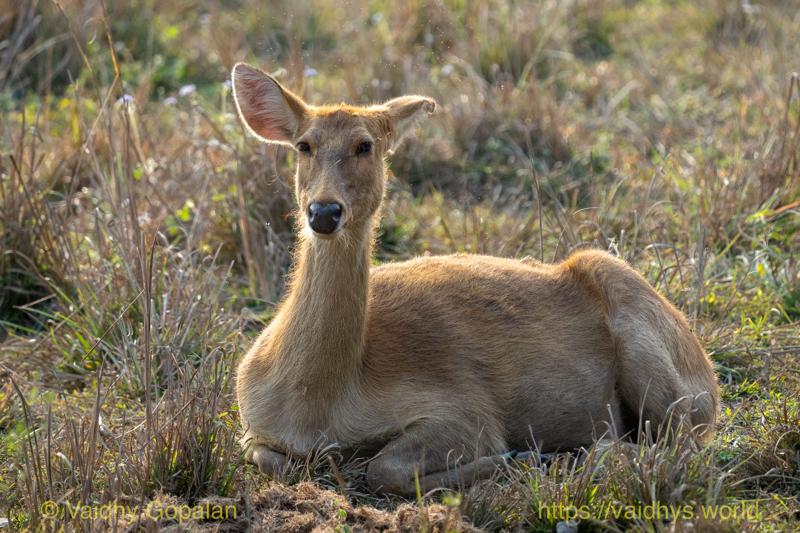 Deer, Kaziranga