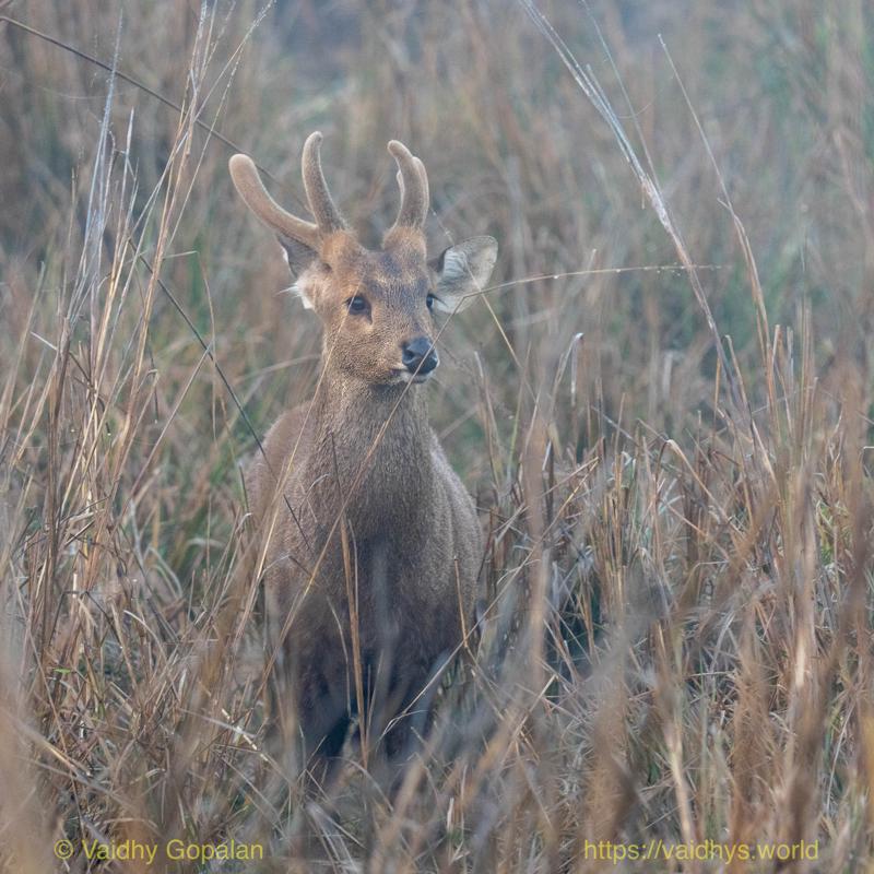 Deer, Hog Deer, Kaziranga