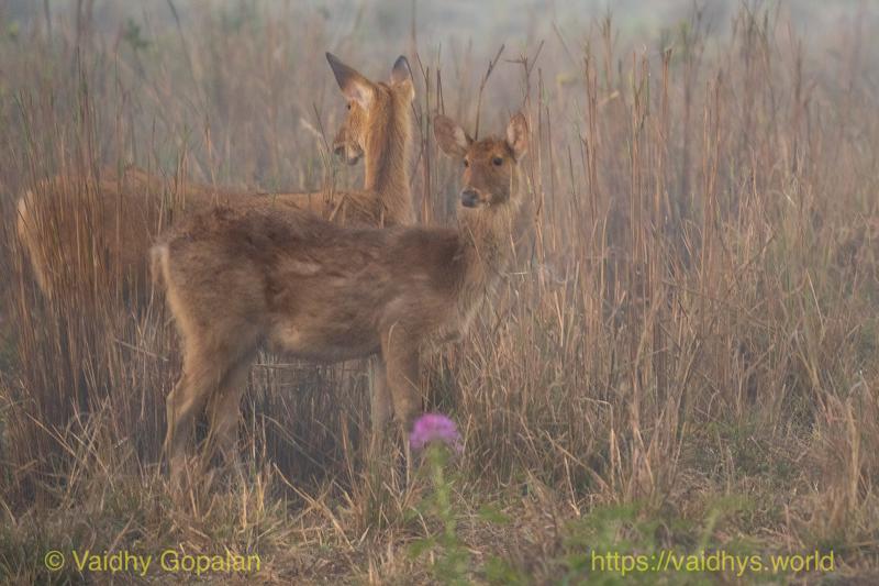 Deer, Kaziranga