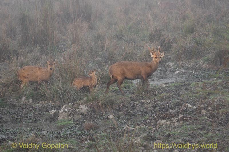Deer, Hog Deer, Kaziranga