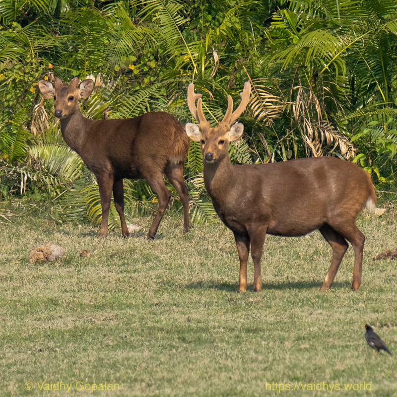 Deer, Hog Deer, Kaziranga