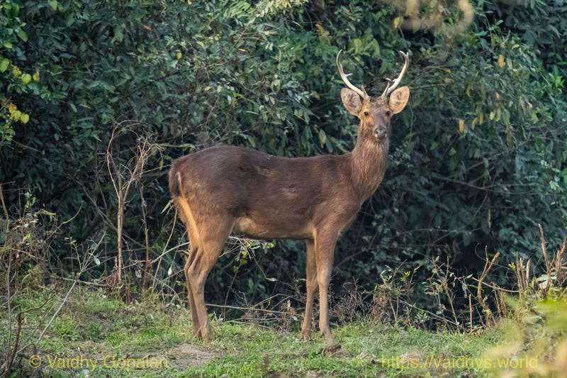 Barasingha, Deer, Kaziranga