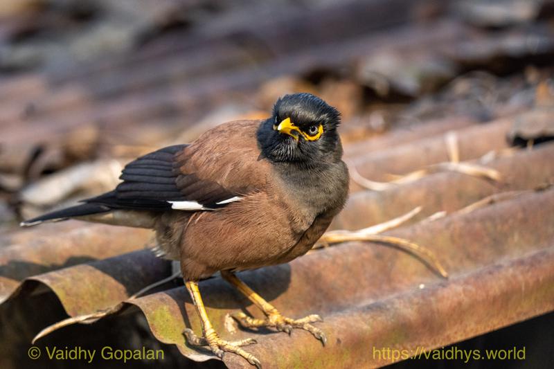 Common Myna, Kaziranga