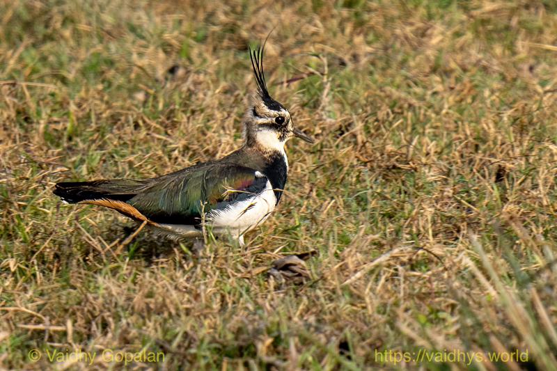 Kaziranga, Northern Lapwing