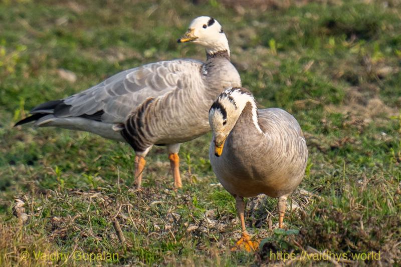 Bar-headed Goose, Kaziranga