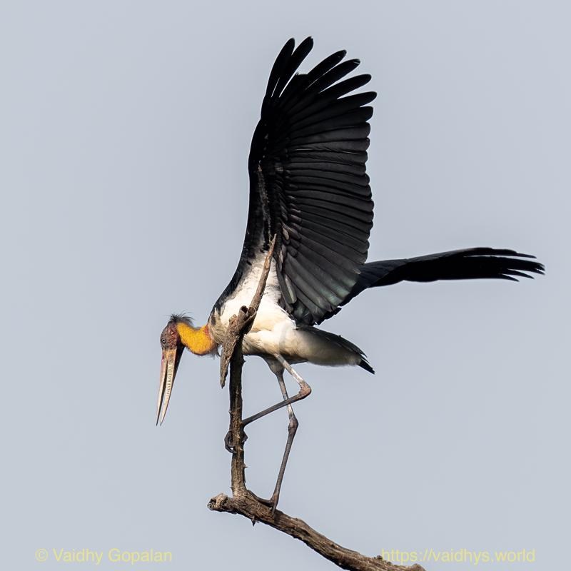 Kaziranga, Lesser Adjutant Stork