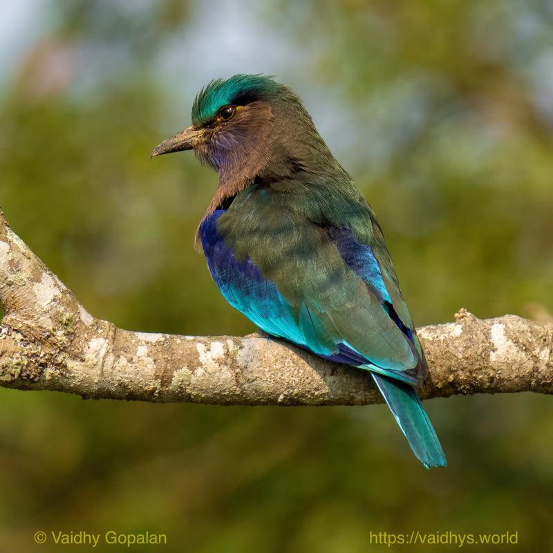 Indian Roller, Kaziranga