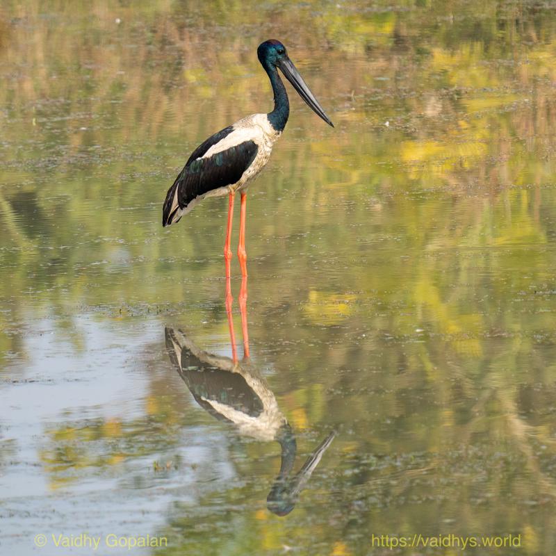 Black-necked Stork, Kaziranga